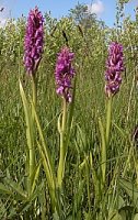 Dactylorhiza incarnata