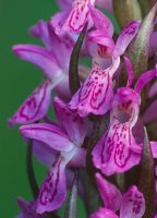 Dactylorhiza incarnata ssp. incarnata (kukułka krwista typowa)