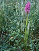 Dactylorhiza incarnata ssp. incarnata (kukułka krwista typowa)