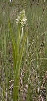 Dactylorhiza incarnata ssp. ochroleuca (stoplamek krwisty żółtawy)