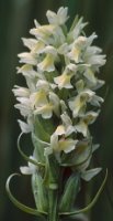 Dactylorhiza incarnata ssp. ochroleuca