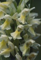 Dactylorhiza incarnata ssp. ochroleuca