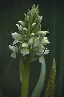 Dactylorhiza incarnata ssp. ochroleuca (stoplamek krwisty żółtawy)