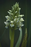 Dactylorhiza incarnata ssp. ochroleuca (stoplamek krwisty żółtawy)