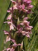 Dactylorhiza incarnata x ochroleuca