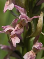 Dactylorhiza incarnata x ochroleuca