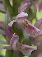 Dactylorhiza incarnata x ochroleuca