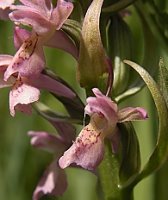 Dactylorhiza incarnata x ochroleuca