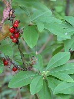 Daphne mezereum (wawrzynek wilczełyko)