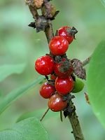 Daphne mezereum (wawrzynek wilczełyko)