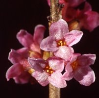 Daphne mezereum (wawrzynek wilczełyko)