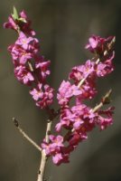 Daphne mezereum (wawrzynek wilczełyko)