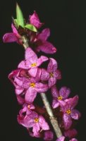 Daphne mezereum (wawrzynek wilczełyko)