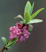 Daphne mezereum (wawrzynek wilczełyko)