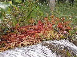 Drosera rotundifolia