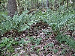 Dryopteris filix-mas