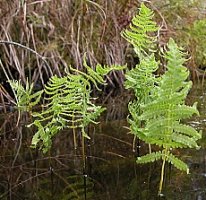 Thelypteris palustris