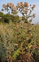 Echinops sphaerocephalus