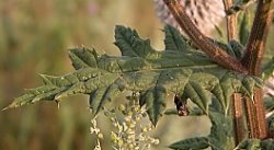 Echinops sphaerocephalus