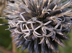 Echinops sphaerocephalus