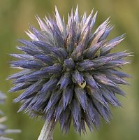 Echinops sphaerocephalus