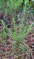 Empetrum nigrum ssp. nigrum