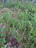 Empetrum nigrum ssp. nigrum