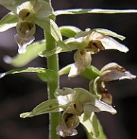 Epipactis helleborine (kruszczyk szerokolistny)