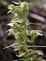 Epipactis helleborine (kruszczyk szerokolistny)