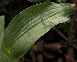 Epipactis helleborine (kruszczyk szerokolistny)