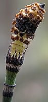 Equisetum hyemale