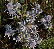 Eryngium planum