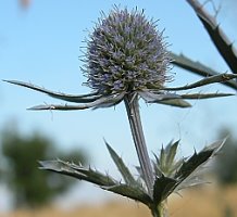 Eryngium planum