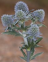 Eryngium planum