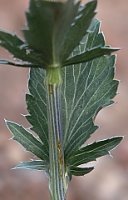 Eryngium planum