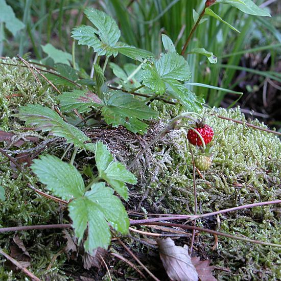 Fragaria vesca