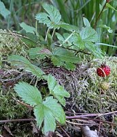 Fragaria vesca