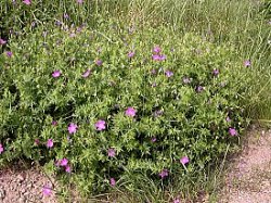 Geranium sanguineum