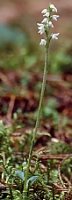 Goodyera repens (tajęża jednostronna)