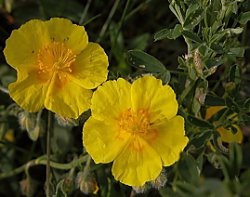 Helianthemum nummularium