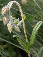 Helianthemum nummularium