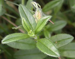 Helianthemum nummularium