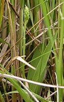 Herminium monorchis (miodokwiat krzyżowy)