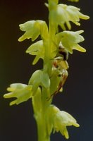 Herminium monorchis (miodokwiat krzyżowy)