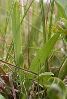 Herminium monorchis (miodokwiat krzyżowy)