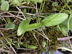 Herminium monorchis (miodokwiat krzyżowy)