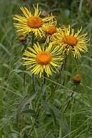 Inula salicina