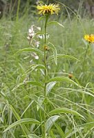 Inula salicina