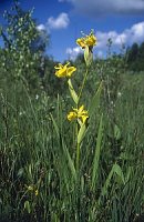 Iris pseudacorus (kosaciec żółty)