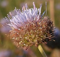 Jasione montana